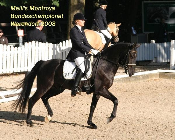 dressage horse Melli's Montroya (German Riding Pony, 2003, from Mambo Moscan)