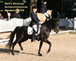 dressage horse Melli's Montroya (German Riding Pony, 2003, from Mambo Moscan)