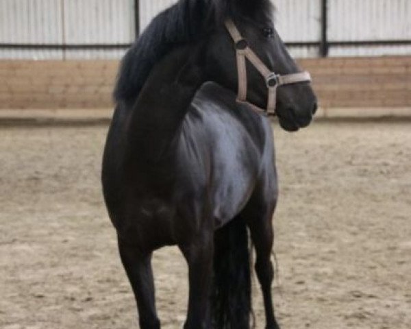 Dressurpferd Lady (Deutsches Reitpony, 2003)