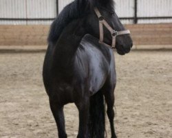 Dressurpferd Lady (Deutsches Reitpony, 2003)