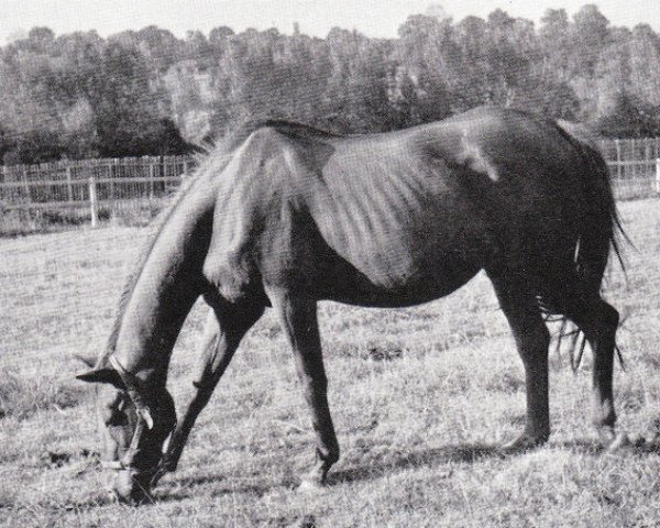broodmare Sans Tares xx (Thoroughbred, 1939, from Sind xx)