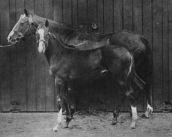 broodmare Queen Of Beauty xx (Thoroughbred, 1881, from Ben Battle xx)