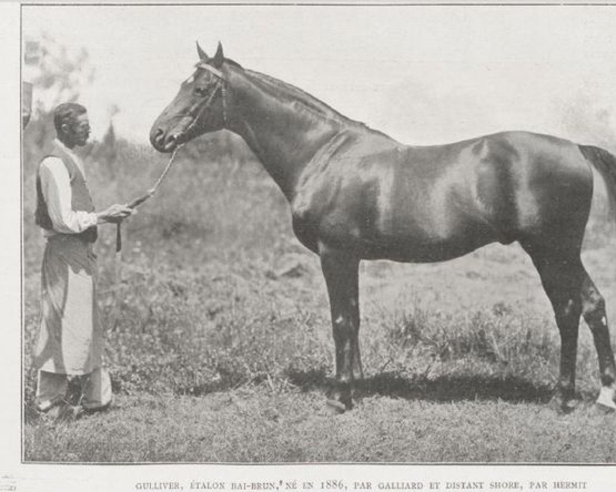 Deckhengst Gulliver xx (Englisches Vollblut, 1886, von Galliard xx)