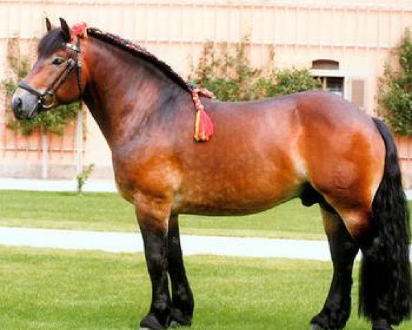 stallion Fulminant (Saxon-Thuringian Draughthorse, 2001, from Famulus)