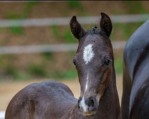 horse Venustas Kenzo Jungle (German Riding Pony, 2022, from Kent Nagano WE)