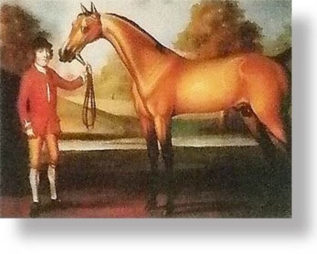 stallion Darcys Yellow Turk (Thoroughbred, 1665, from Places White Turk)