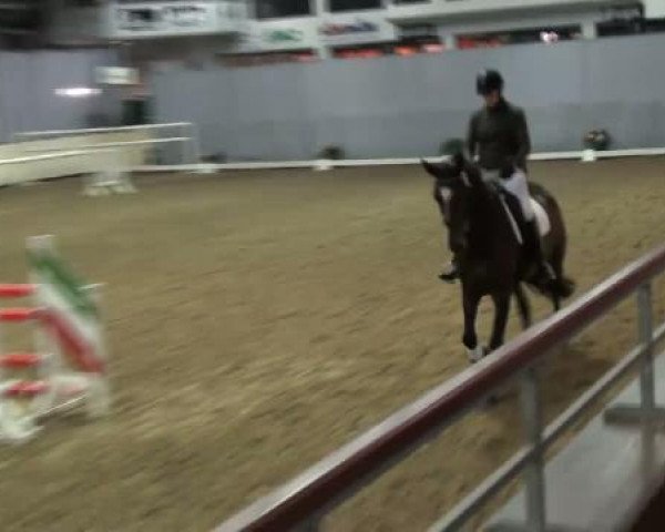 horse Freiherr (Westphalian, 2008, from Floresco NRW)