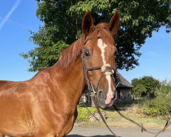 horse Lord Fabriano (German Warmblood, 2009, from Lord Fantastic)