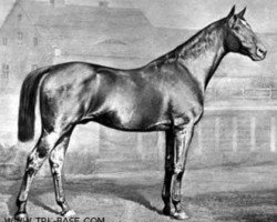 Deckhengst Danseur xx (Englisches Vollblut, 1854, von Stilton xx)