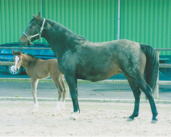 broodmare Rodea Kumari (Westphalian, 1989, from Ribot)