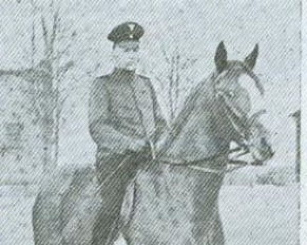 stallion Armeemarsch (Trakehner, 1935, from Poseidon)