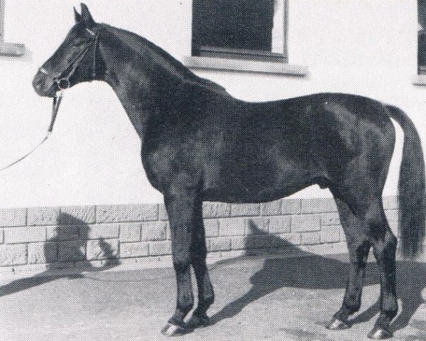 stallion Kufstein (Trakehner, 1972, from Märchenstein) stallion Kufstein (Trakehner, 1972, from Märchenstein)