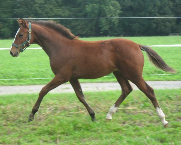 Zuchtstute Golden Renesme (Westfale, 2011, von Cadeau des Dieux)