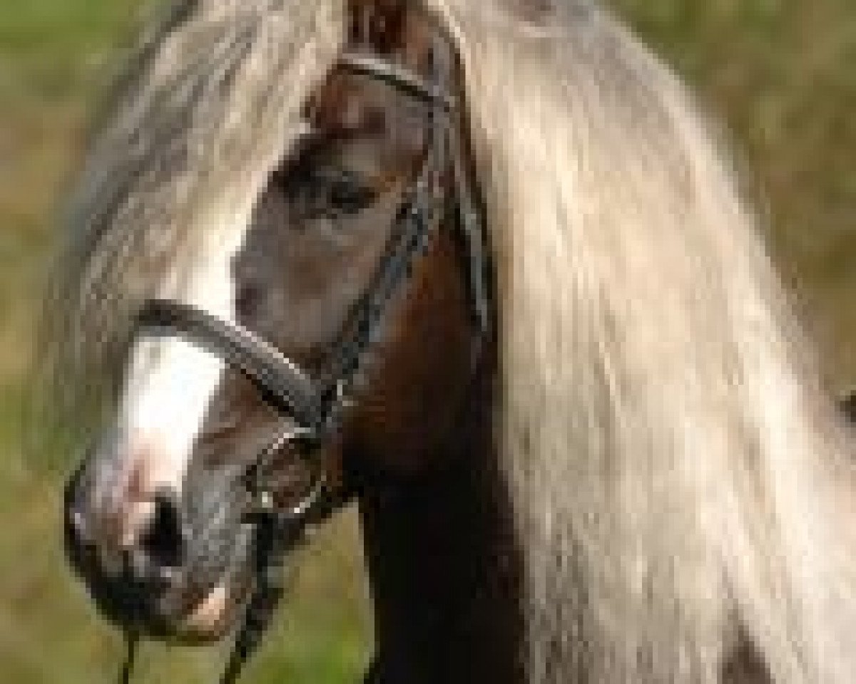 stallion Maximus (Black Forest Horse, 2001, from Moritz)