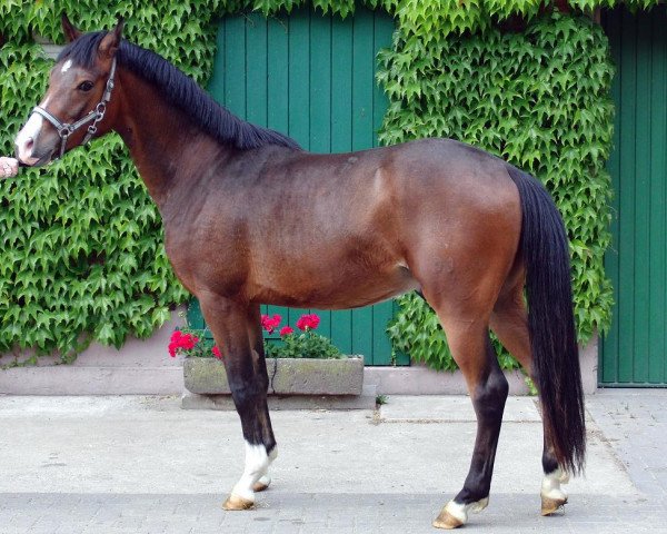 horse Vico (German Riding Pony, 2009, from Vincent)