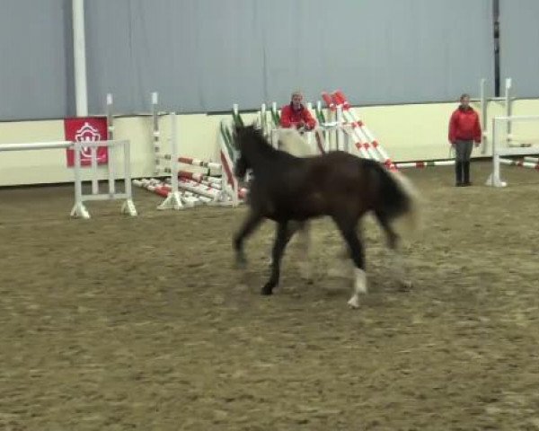 horse Hengst von Cornado II (Westphalian, 2010, from Cornado II)