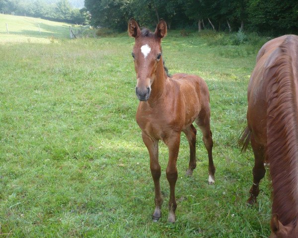 horse Stella (Zweibrücken, 2011, from Shirkan Z)