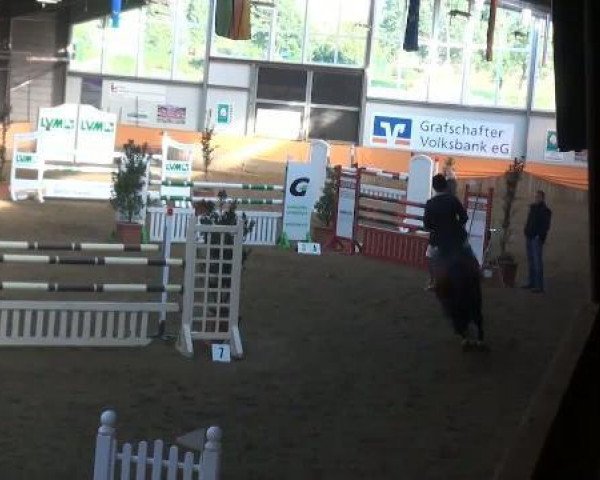 Springpferd Havinga's Amigo (KWPN (Niederländisches Warmblut), 2005, von Concorde)