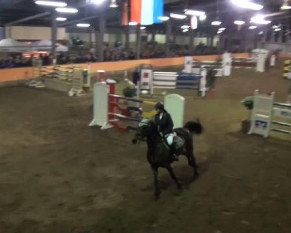 jumper Nodiene (Swedish Warmblood, 1995, from Calando)