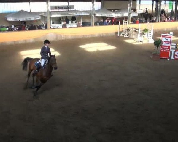jumper Quinqui (Hanoverian, 1988, from Quasi Roi)