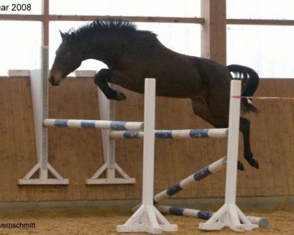 horse Little Star (Oldenburg, 2005, from Ludwig von Bayern 168 FIN)