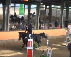 Springpferd Chenoa (Hessisches Warmblut, 2004, von Carpe Noctem)