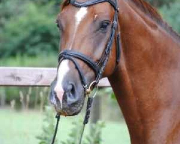 horse Scardanelli (Oldenburg, 2006, from Samarant)