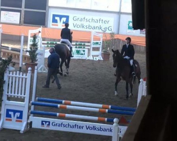 broodmare Dorina 897 (German Sport Horse, 2003, from Donnersmarck)