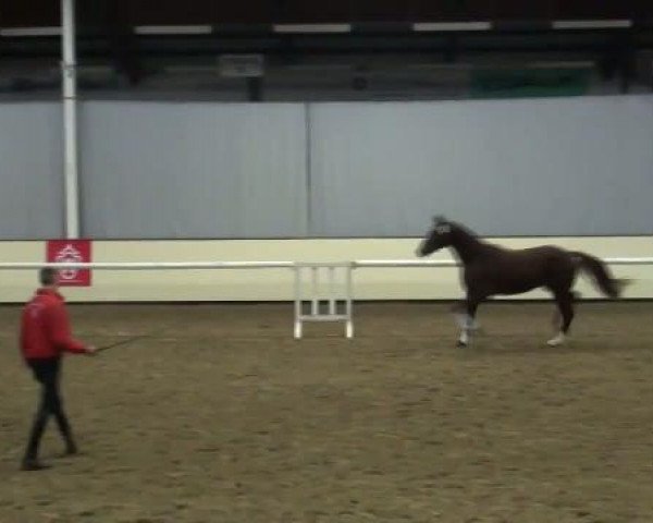 Pferd Wallach von Bravissimo 4 (Westfale, 2008, von Bravissimo)