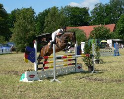 jumper Cheval 41 (Westphalian, 2001, from Caesario)
