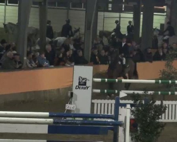 jumper Come Fly (Oldenburg show jumper, 2002, from Come On)