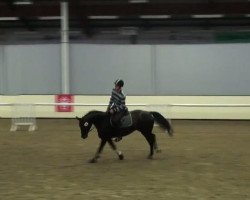 jumper Aida A (Westphalian, 2006, from Aurelio)