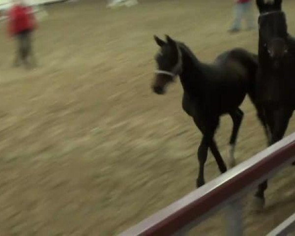 horse Stute von Fiderstep (Westphalian, 2011, from Fiderstep)