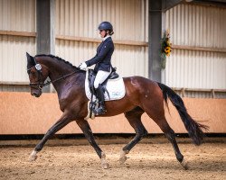 dressage horse Flamenco 200 (Rhinelander, 2013, from Feedback 16)