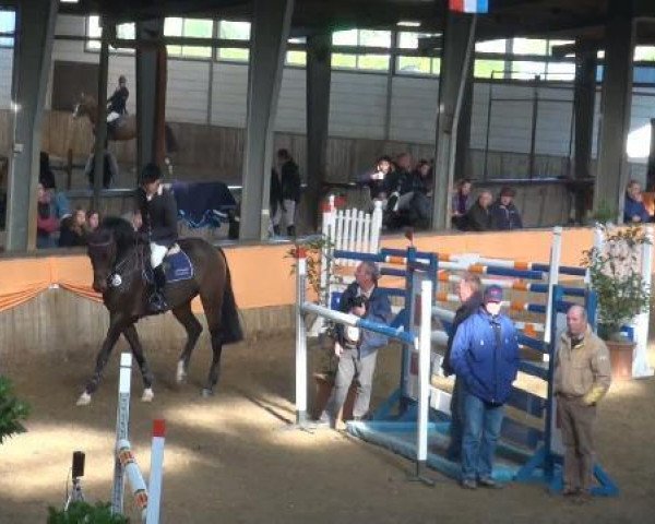 jumper Quilaco R (Oldenburg, 2003, from Quidam's Rubin)