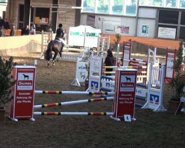 Springpferd Quinaro de la Bryere (Holsteiner, 2007, von Quinar)
