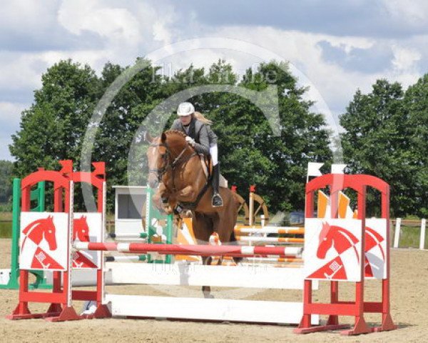 jumper Waidego (Hanoverian, 2005, from Waterford)