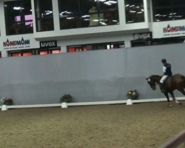 horse Romeo (Westphalian, 2008, from Riccio)