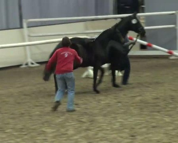 jumper Granny Go (Westphalian, 2011, from Grafenstolz)
