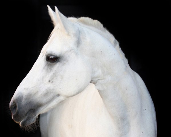 dressage horse Ellen's Fancy (Connemara Pony, 2008, from Kenagh King)
