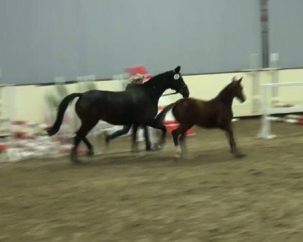 broodmare Quasi Grande 3 (Westphalian, 2011, from Quidamo)