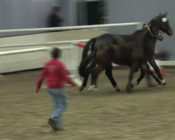 broodmare Rocket High Anny (Westphalian, 2011, from Rock Forever NRW)