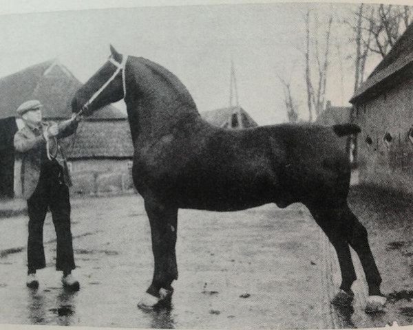 stallion Ufried (KWPN (Royal Dutch Sporthorse), 1935, from Kwaliteit) stallion Ufried (KWPN (Royal Dutch Sporthorse), 1935, from Kwaliteit)