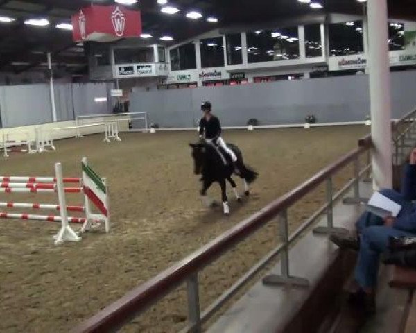 broodmare Landliebe (Westphalian, 2007, from Laudabilis)