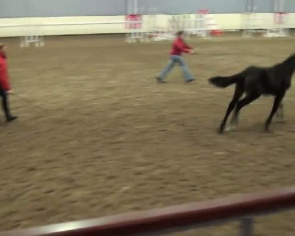 horse Just Dance 14 (Westphalian, 2011, from Just Perfect)