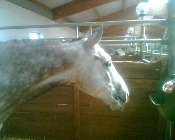 horse Feldherr 54 (Trakehner, 2005, from Handryk)