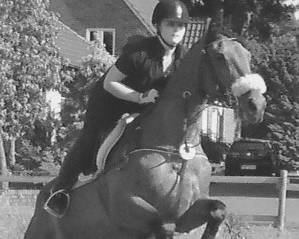horse Mrs. Sunshine (KWPN (Royal Dutch Sporthorse), 1992)
