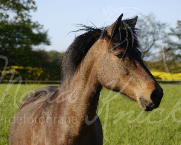 jumper Furzley Faith (unknown, 1995, from Beaucandan Brecon)