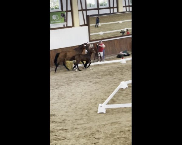 Video of Calea