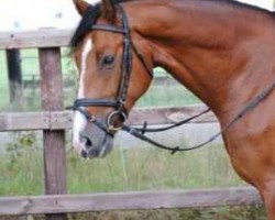 dressage horse Gianni Amato (Hanoverian, 2006, from Graf Top)